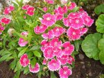 clavelinas rosas matizadas.jpg