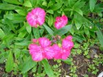 clavelinas color rosa.jpg