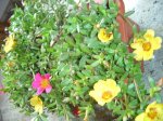 plantas 106.jpg