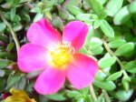 plantas 107.jpg