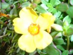 plantas 108.jpg