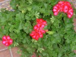 plantas 102.jpg