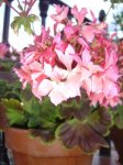 plantas 074.jpg