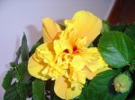 plantas 051.jpg