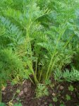 zanahorias2.jpg