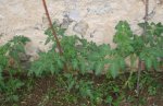 tomates.jpg