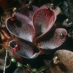 heliamphora004_579.jpg