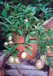Planta pepino.jpg
