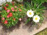 conjunto de flores.jpg