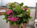 hortensias 2.jpg