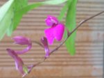 S5022599.JPG