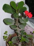 flor roja con puas casa.JPG