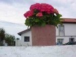Hortensias roja 6.jpg