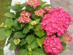 Hortensias rojas.jpg