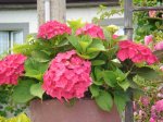 Hortensias rojas 1.jpg