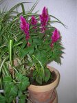 ceralia plumosa.jpg