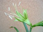 Foro-Hippeastrum calyptratum.JPG