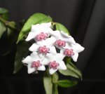 DSC01532.jpg