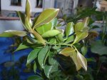 DSC01543.jpg