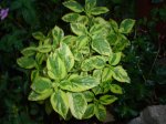 DSC01544.jpg