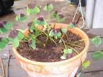 Oxilis muriendose.jpg