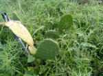 opuntia nueva 02.jpg