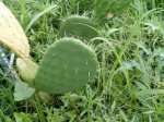 opuntia nueva 03.jpg
