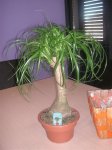 plantas 001.jpg