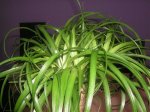 plantas 002.jpg