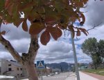 Lagerstroemia.JPG