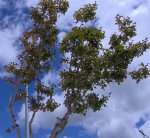 Lagerstroemia copa tronco.JPG