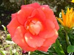 rosa naranja oscuro.jpg