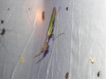 Empusa pennata2.jpg