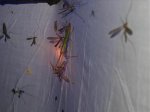 Empusa pennata4.jpg