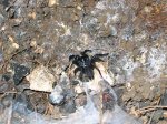 Macrothele calpeiana1.jpg