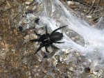 Macrothele calpeiana2.jpg