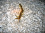 Scolopendra cingulata2.jpg