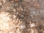 Lycosa.jpg