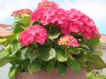 Hortensias rojas 2.jpg