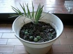 Butia.jpg