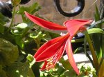florroja.jpg