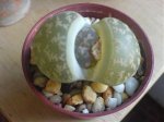 DSC00216.jpg