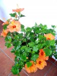 plantas 111.jpg