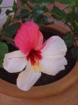 plantas 048.jpg