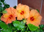 plantas 112.jpg