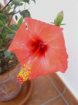 plantas 113.jpg
