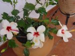 plantas 114.jpg