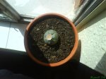 flor abierta1.jpg
