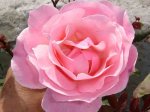 Rosa de mama.jpg