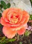 rosa naranja 1.jpg